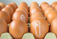 Sepa cómo prevenir la contaminación por salmonella