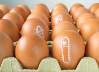 Sepa cómo prevenir la contaminación por salmonella