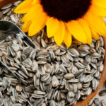 Conozca las bondades de consumir semillas de girasol