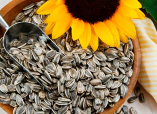 Conozca las bondades de consumir semillas de girasol