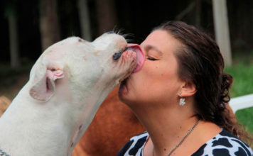El showroom solidario de Reneé Cormillot para perros y gatos