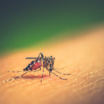 Dengue en Argentina: todo lo que tenés que saber sobre la enfermedad del mosquito