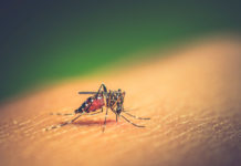 Dengue en Argentina: todo lo que tenés que saber sobre la enfermedad del mosquito
