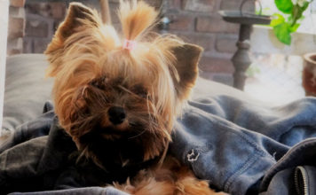 6 cuidados para mantener sana a tu mascota en épocas de frío