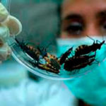 chagas