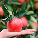 Estos son los beneficios de consumir manzana