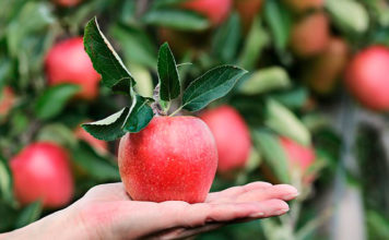 Estos son los beneficios de consumir manzana