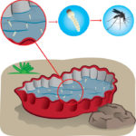Sin mosquito no hay dengue. Decálogo para combatir la plaga