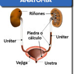 riñones-foto2anatomia