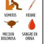 riñones-foto5signos