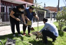 Plantando jacarandás comenzó su plan maestro de arbolado Malvinas Argentinas