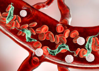 Todo lo que tenés que saber sobre el Mal de Chagas-Mazza