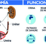 filmina riñones 1