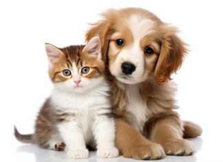 Tener gatos y perros produce un nuevo beneficio