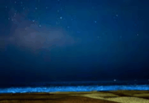 Sorpresa por las noctilucas en Punta del Este