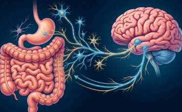 Tu intestino, el segundo cerebro: claves para entender la microbiota y sentirte mejor